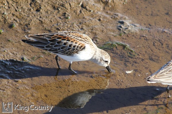 Photo of Calidris mauri